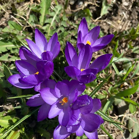 Garni Ladinia ペスクル