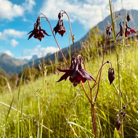 ホテル Garni Ladinia ペスクル