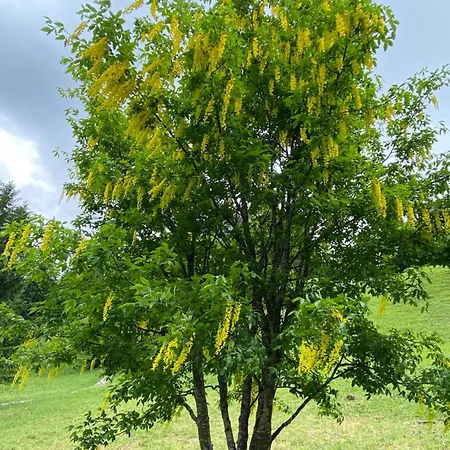 Garni Ladinia فندق