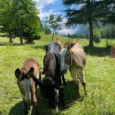Garni Ladinia بيسكول