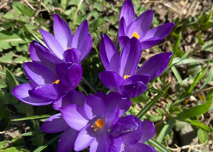 Garni Ladinia Pescul