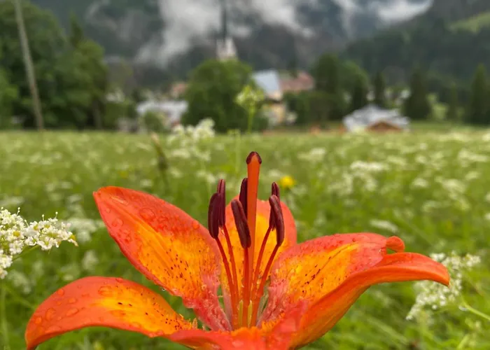 Garni Ladinia Hotel 3*