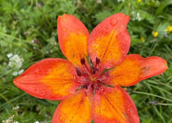 Garni Ladinia Hotel 3*