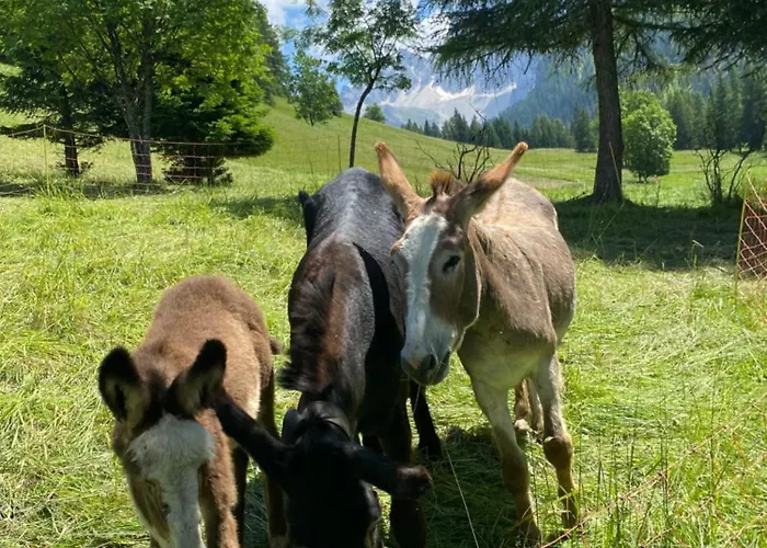 Garni Ladinia Pescul